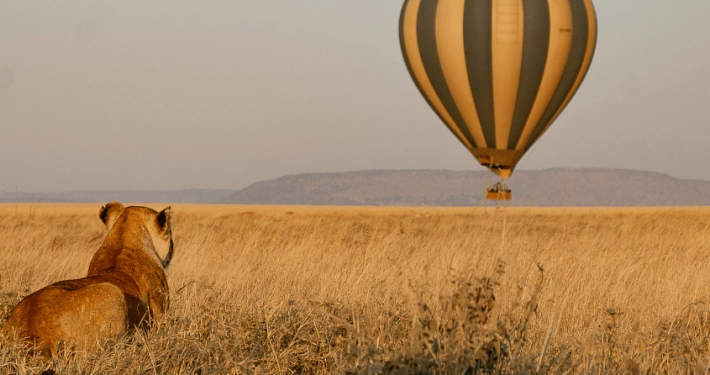 Leeuw kijkt naar luchtballon die over Serengeti National Park vliegt