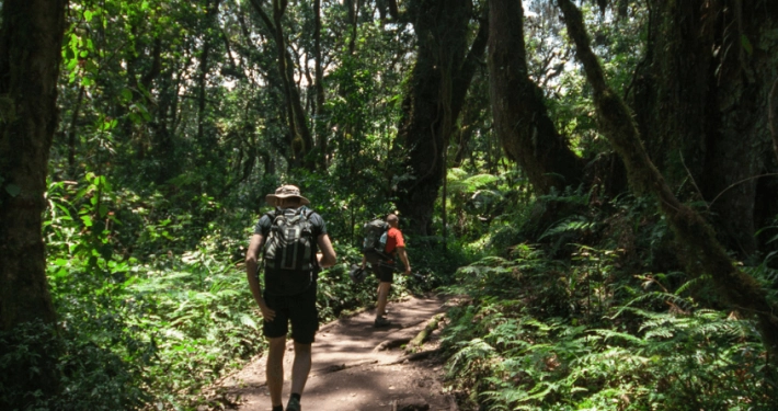 Eendaagse Mount Kilimanjaro Hike Eendaagse Mount Kilimanjaro Hike