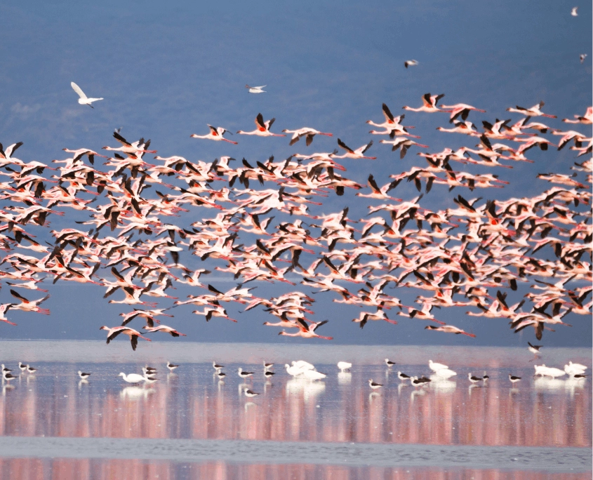 Vliegende flamingo's bij Lake Manyara