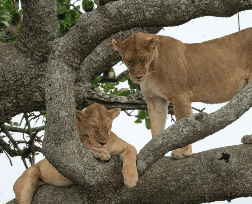 Boomklimmende leeuwen in Lake Manyara National Park