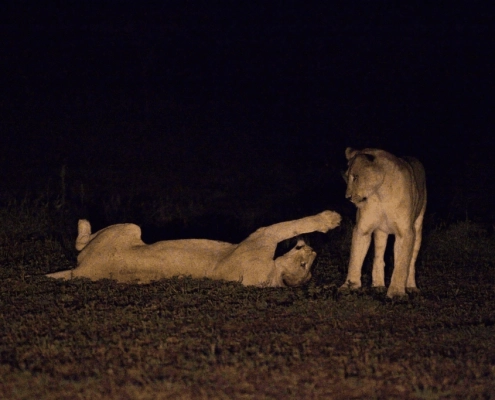 Leeuwen tijdens nachtsafari