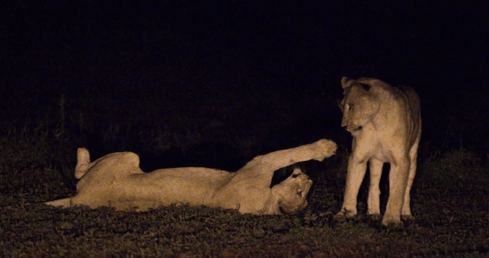 Leeuwen tijdens nachtsafari Leeuwen tijdens nachtsafari
