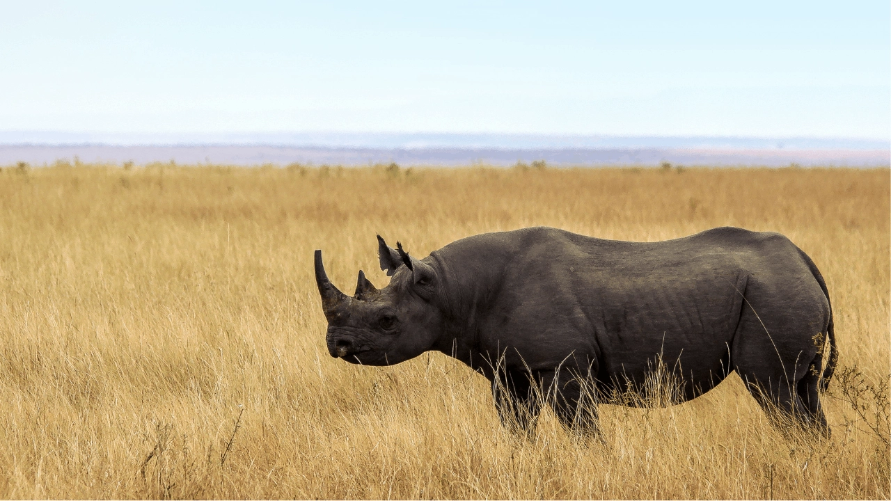 Zwarte Neushoorn in Tanzania op safari